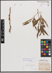 Salix burjatica Nasarow